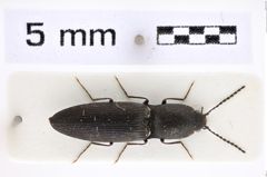 Foto (Dorsalansicht) von Aplotarsus imperceptus (Gurjeva, 1987) (NHMW-ZOO-COL-0007811)